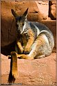 Australian Fauna and Flora